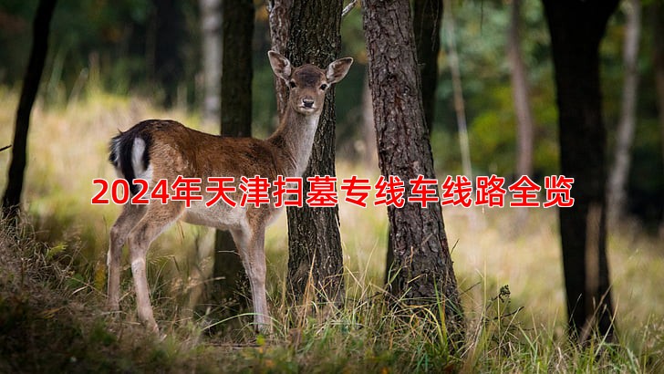 2024年天津扫墓专线车线路全览