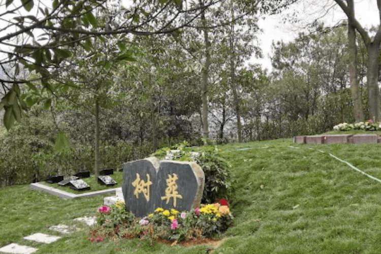 树葬 家族位