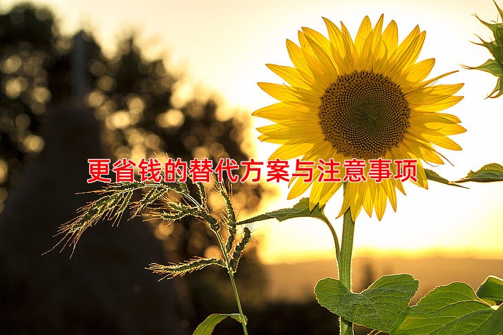 更省钱的替代方案与注意事项