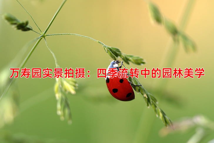 万寿园实景拍摄：四季流转中的园林美学