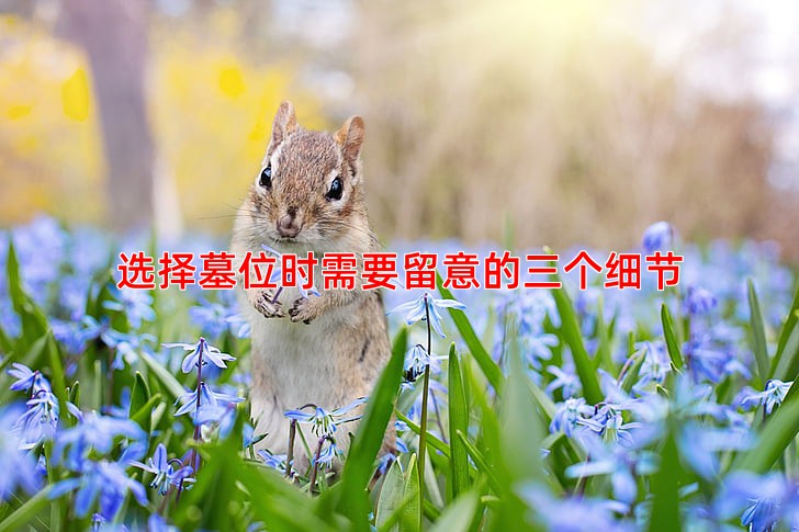 选择墓位时需要留意的三个细节