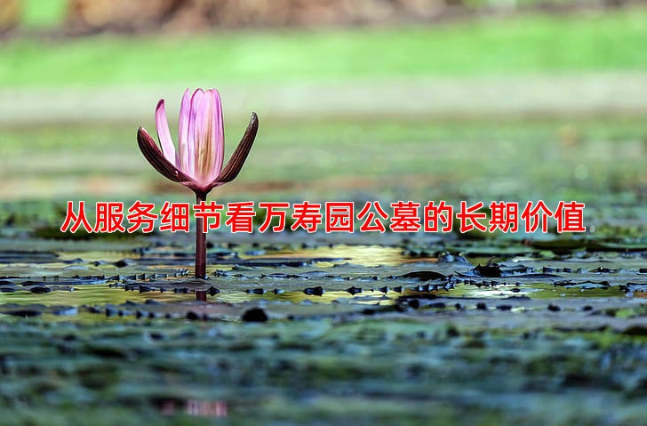 从服务细节看万寿园公墓的长期价值