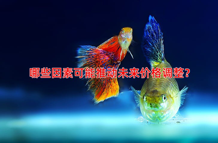 哪些因素可能推动未来价格调整？