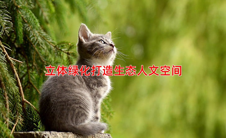 立体绿化打造生态人文空间