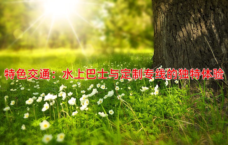 特色交通：水上巴士与定制专线的独特体验