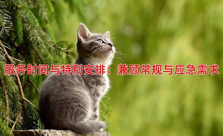 服务时间与特别安排：兼顾常规与应急需求