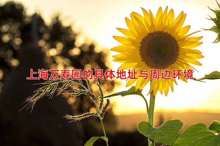 上海万寿园的具体地址与周边环境
