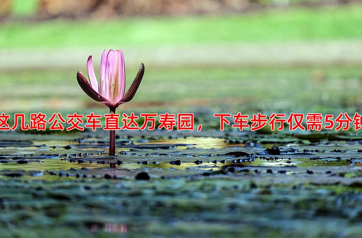 这几路公交车直达万寿园，下车步行仅需5分钟