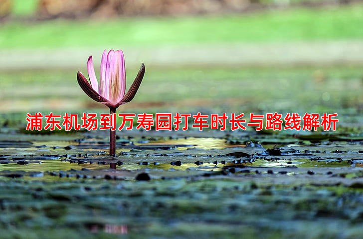 浦东机场到万寿园打车时长与路线解析