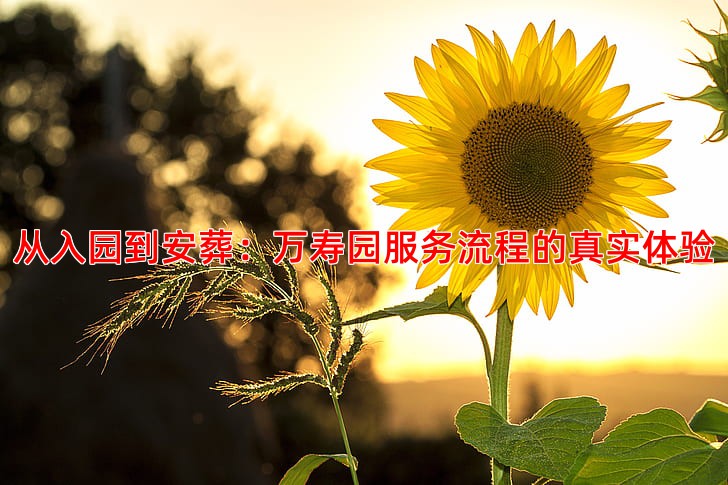 从入园到安葬：万寿园服务流程的真实体验