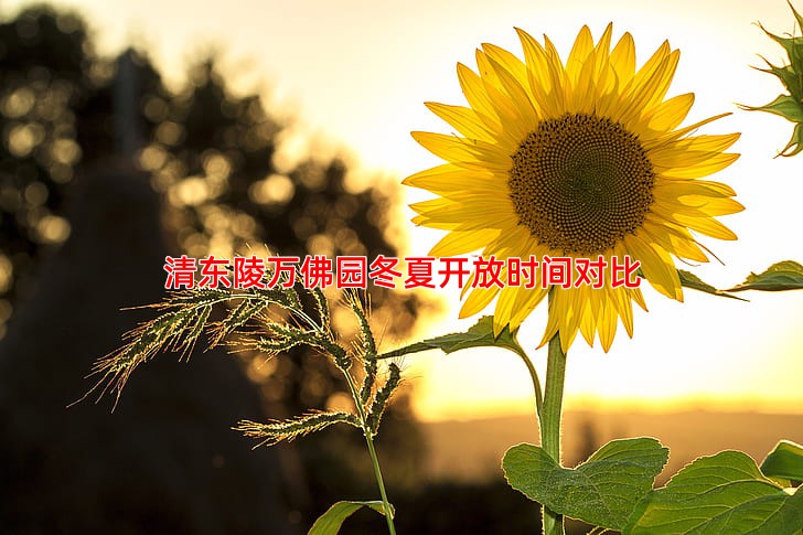 清东陵万佛园冬夏开放时间对比