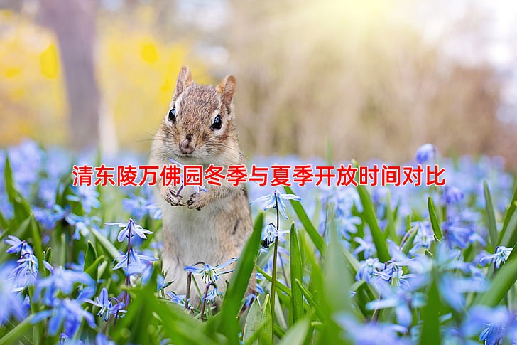 清东陵万佛园冬季与夏季开放时间对比
