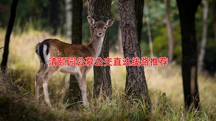 清颐园公墓公交直达线路推荐