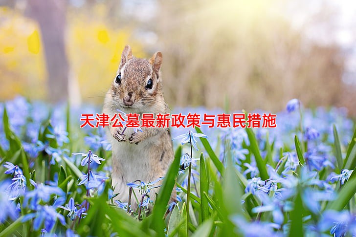 天津公墓新政策与惠民措施