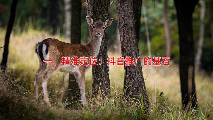 一、精准定位：抖音推广的基石