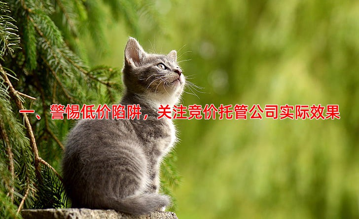 竞价托管公司选择五大避坑技巧