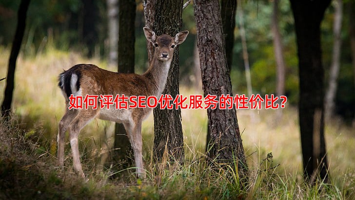 如何评估SEO优化服务的性价比？