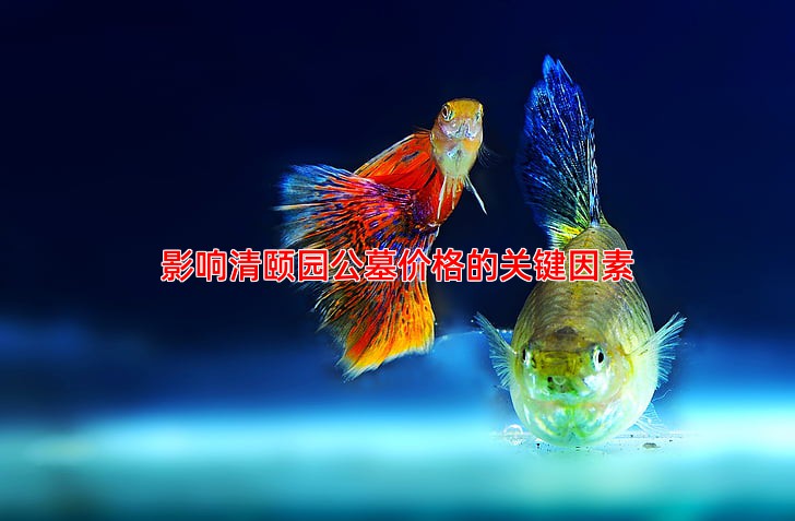影响清颐园公墓价格的关键因素