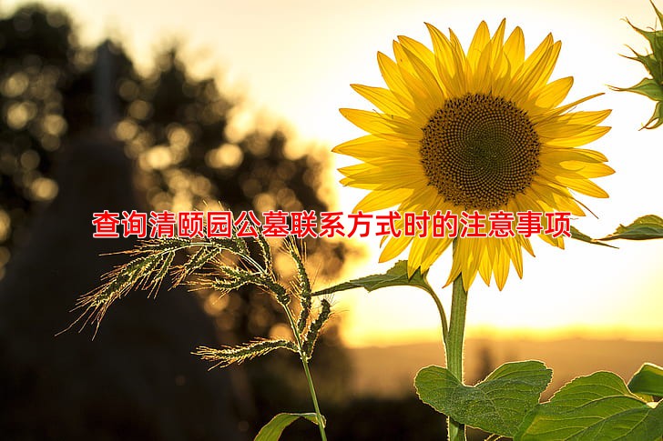 查询清颐园公墓联系方式时的注意事项