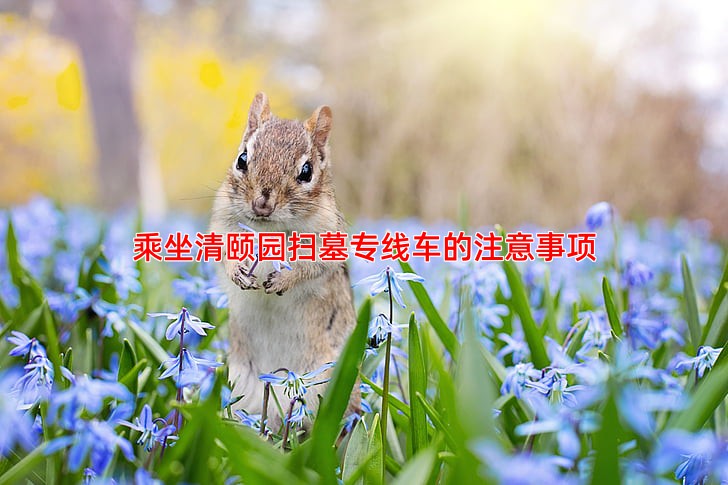 乘坐清颐园扫墓专线车的注意事项