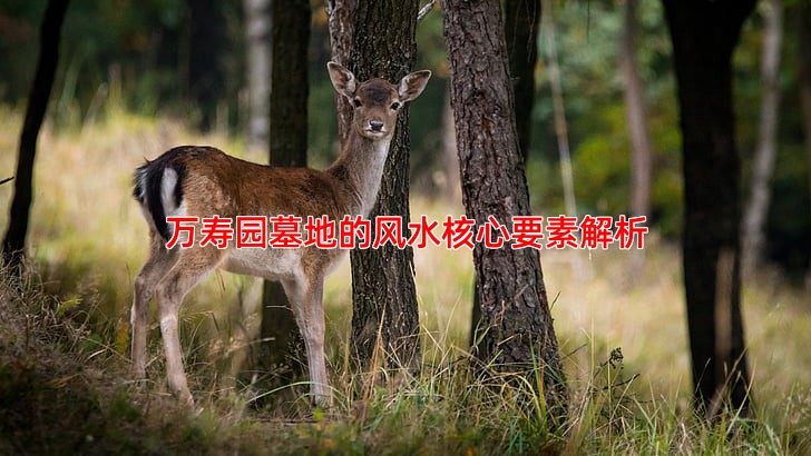 万寿园墓地的风水核心要素解析