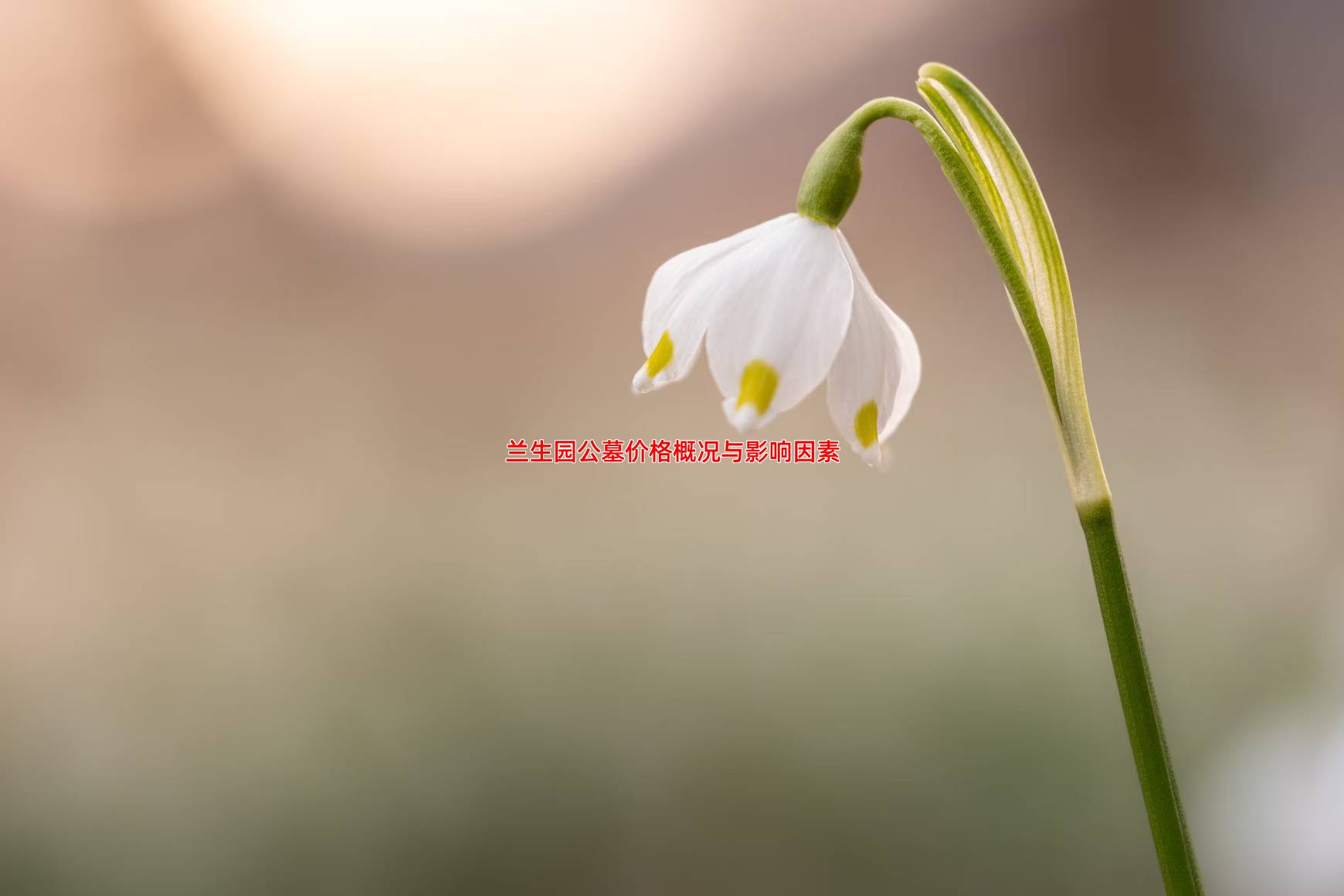 兰生园公墓价格概况与影响因素