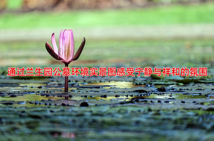 通过兰生园公墓环境实景图感受宁静与祥和的氛围