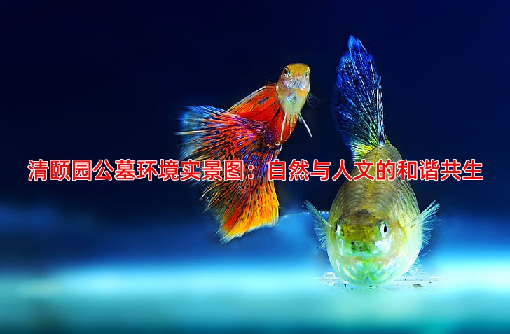 清颐园公墓环境实景图：自然与人文的和谐共生