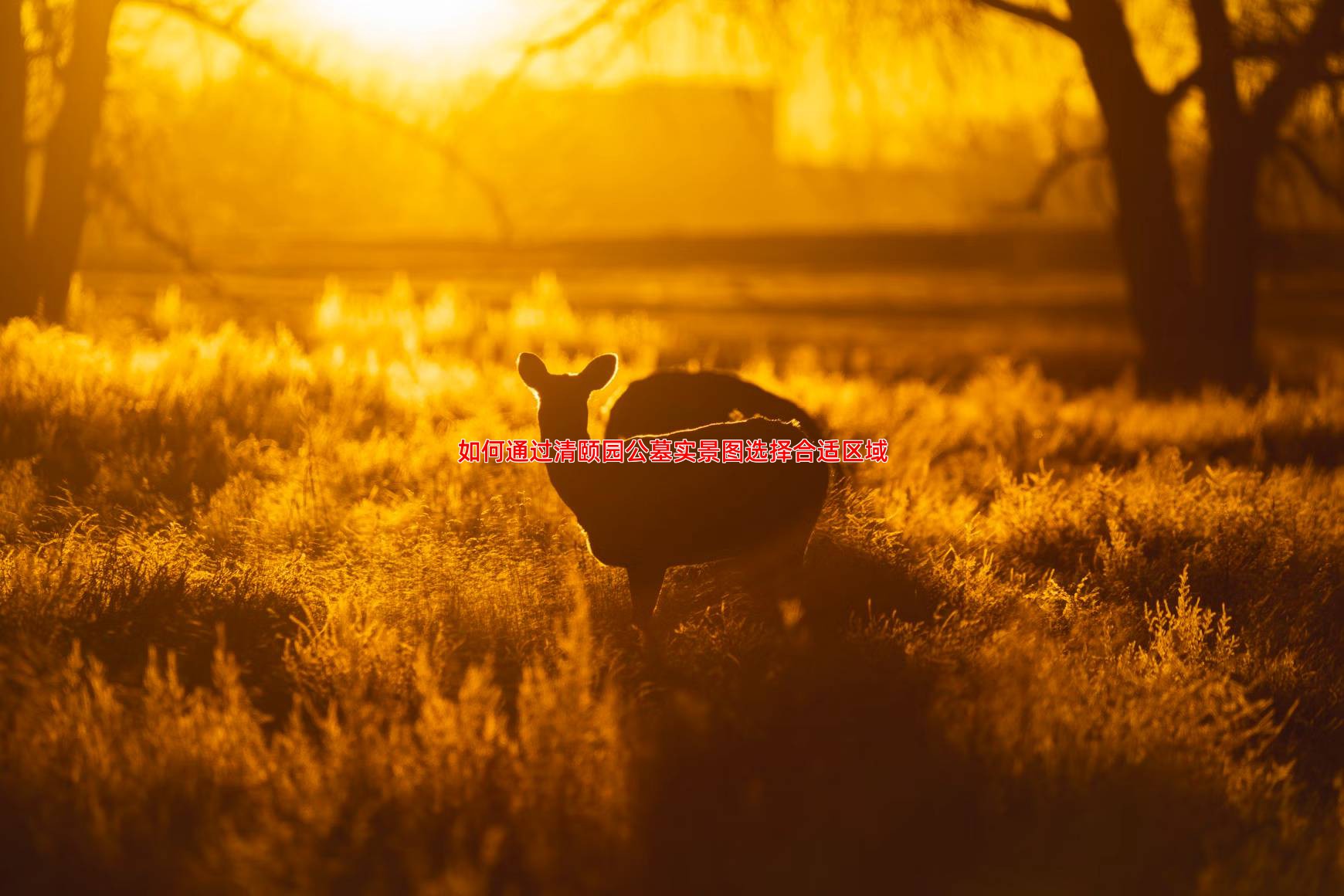 如何通过清颐园公墓实景图选择合适区域