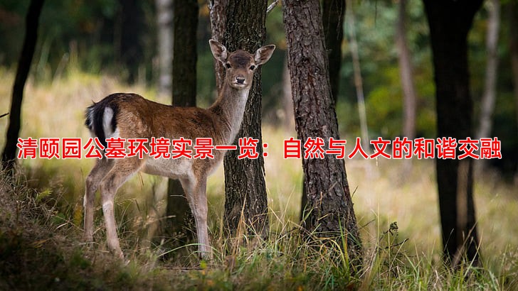 清颐园公墓环境实景一览：自然与人文的和谐交融