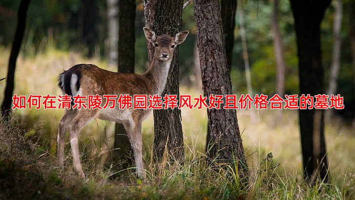 如何在清东陵万佛园选择风水好且价格合适的墓地