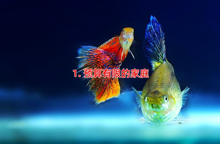 1. 预算有限的家庭