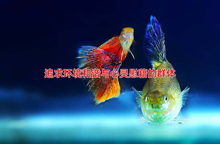 追求环境和谐与心灵慰藉的群体