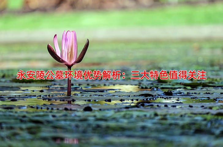 永安陵公墓环境优势解析：三大特色值得关注