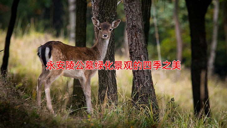 永安陵公墓绿化景观的四季之美