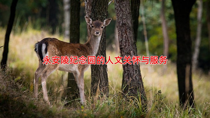 永安陵纪念园的人文关怀与服务