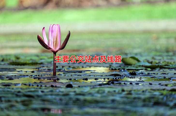 主要公交站点及线路