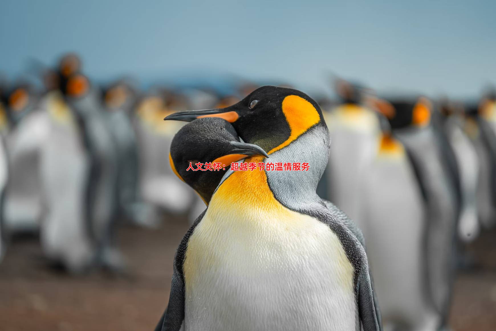 人文关怀：超越季节的温情服务