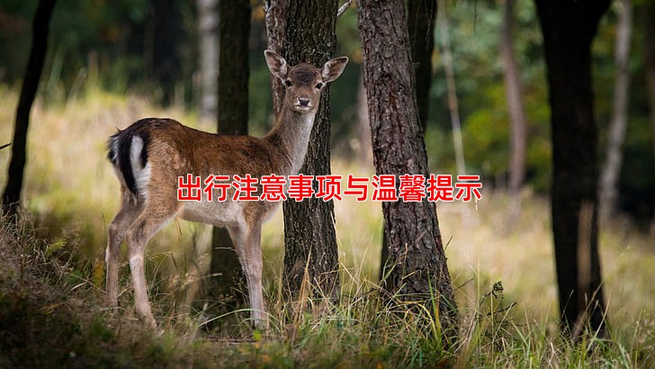 出行注意事项与温馨提示