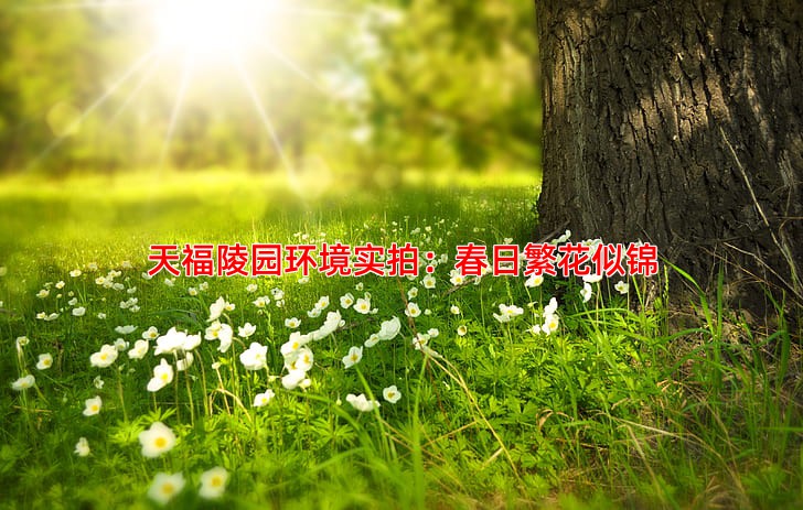 天福陵园环境实拍：春日繁花似锦
