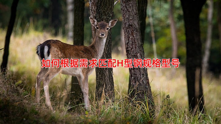 如何根据需求匹配H型钢规格型号