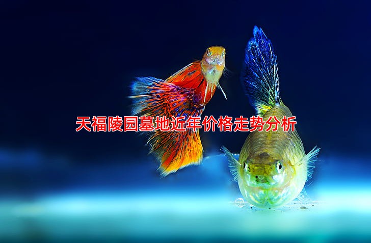 天福陵园墓地近年价格走势分析