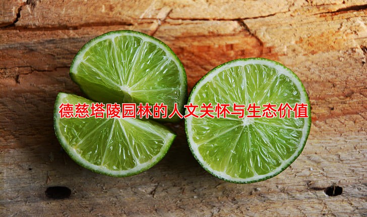 德慈塔陵园林的人文关怀与生态价值