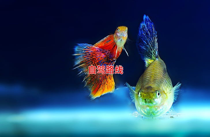 自驾路线