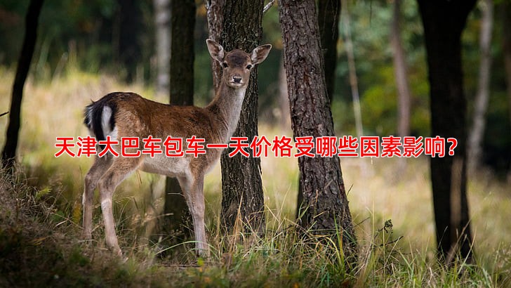 天津大巴车包车一天价格受哪些因素影响？