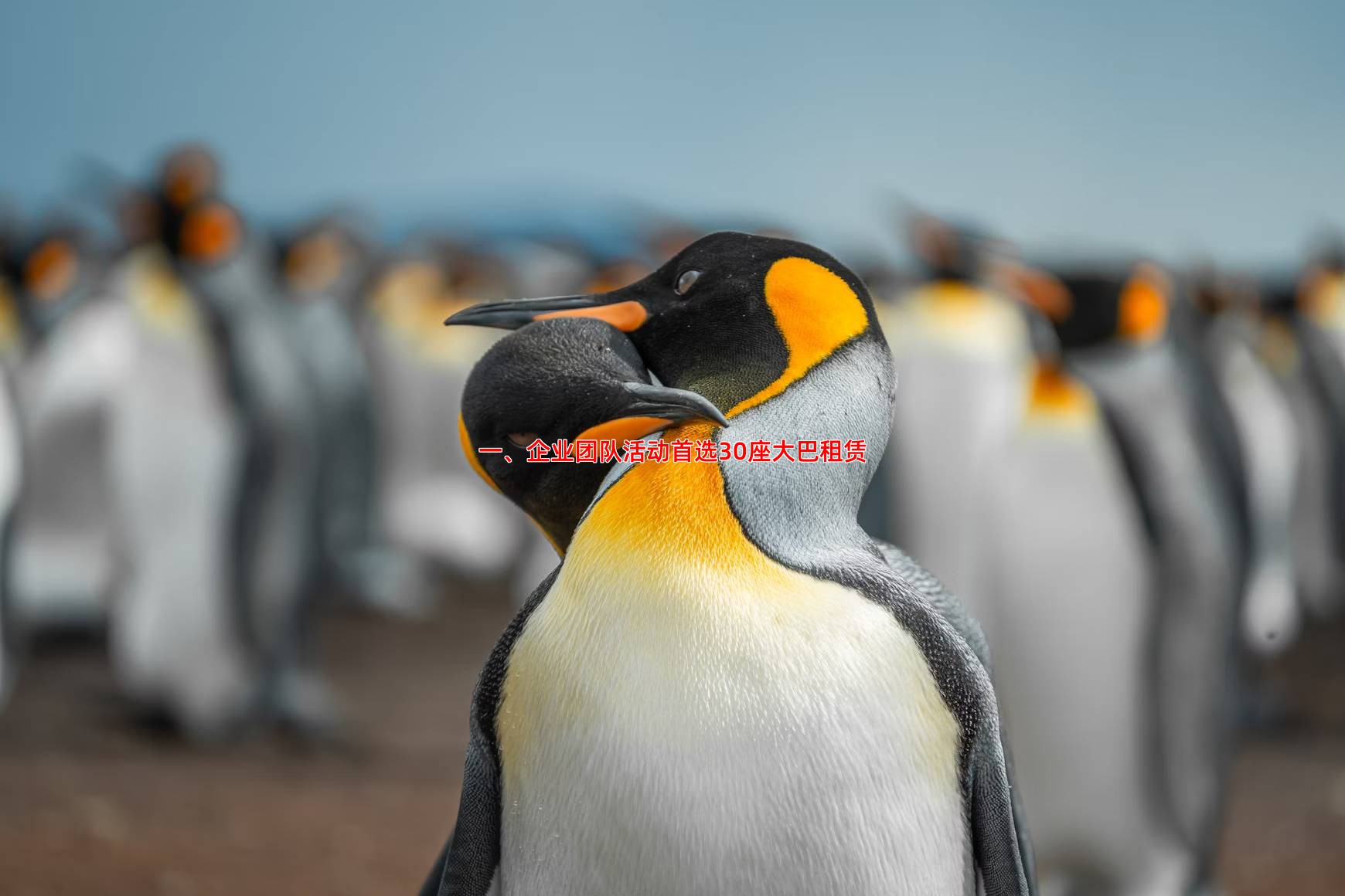 一、企业团队活动首选30座大巴租赁