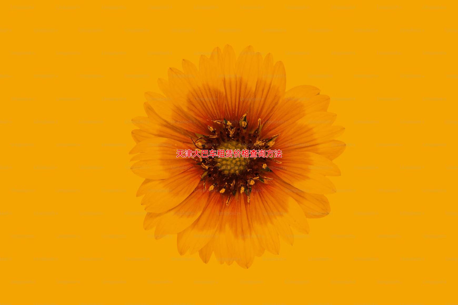 天津大巴车租赁价格查询方法