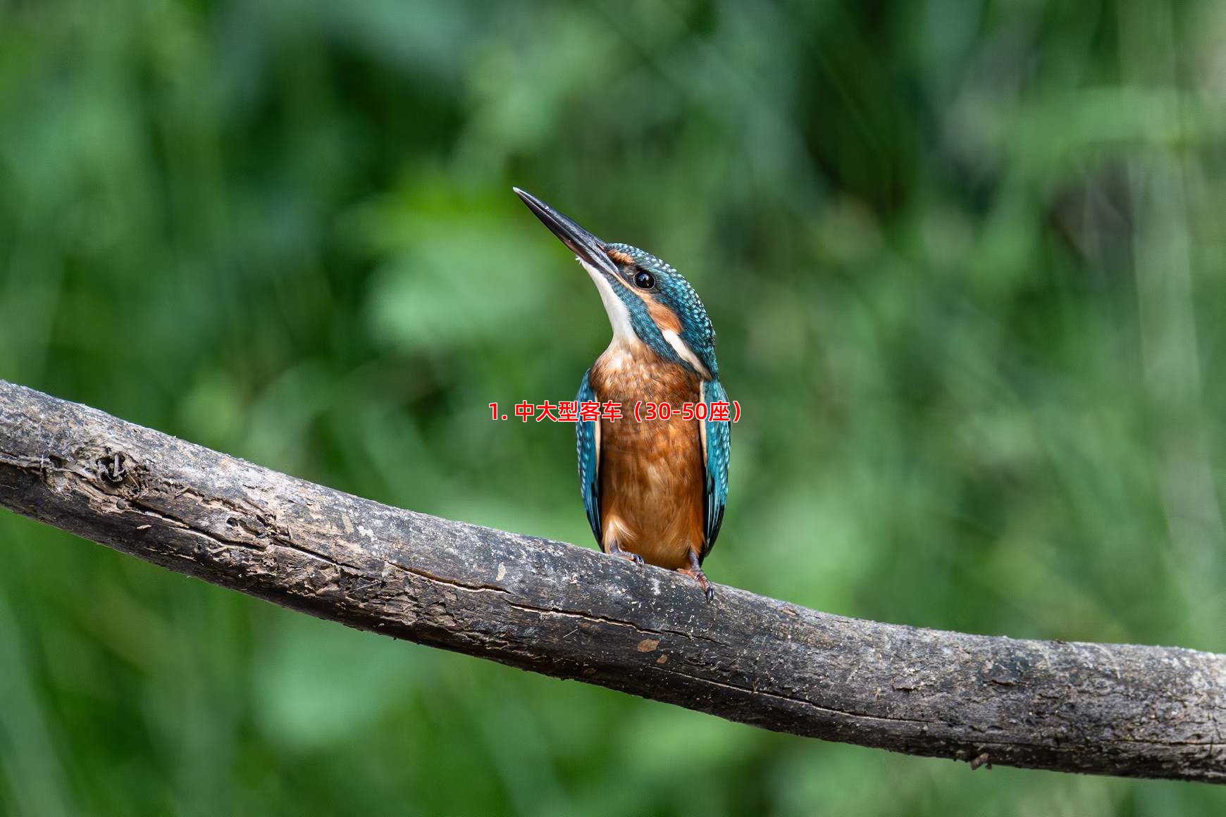 1. 中大型客车（30-50座）