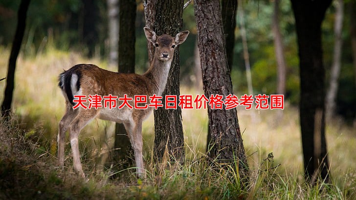 天津市大巴车日租价格参考范围