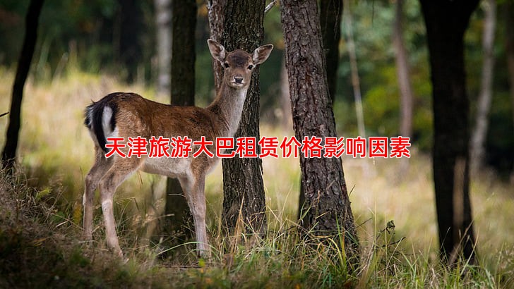 天津旅游大巴租赁价格影响因素